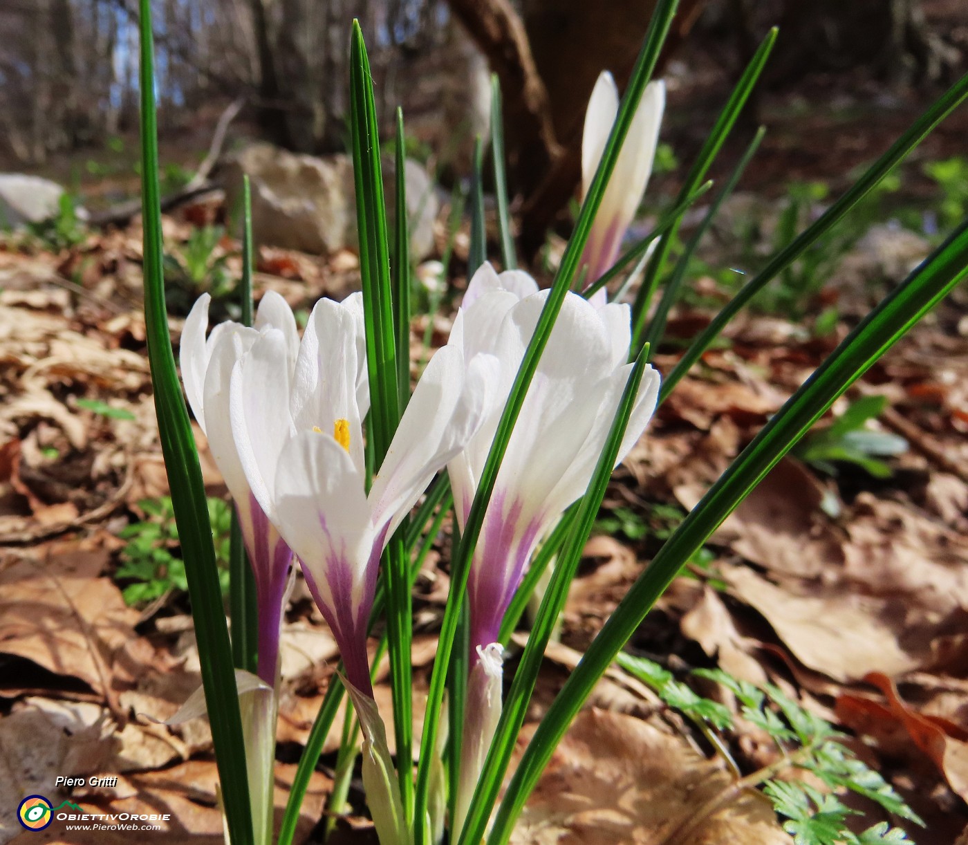 13 Crocus vernus (Zafferano maggiore).JPG